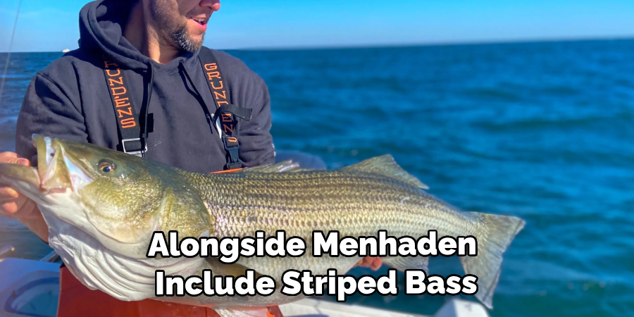 Alongside Menhaden Include Striped Bass