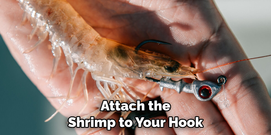 Attach the Shrimp to Your Hook