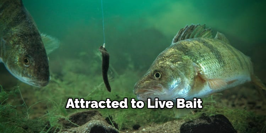 Attracted to Live Bait 