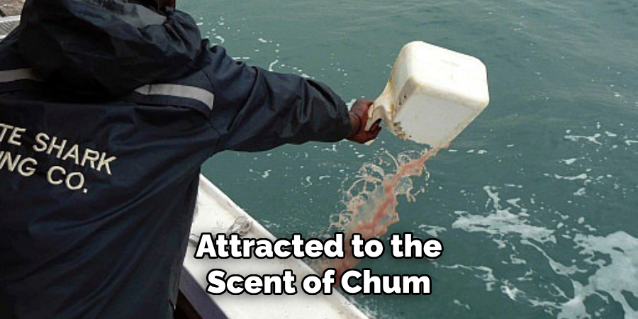 Attracted to the Scent of Chum