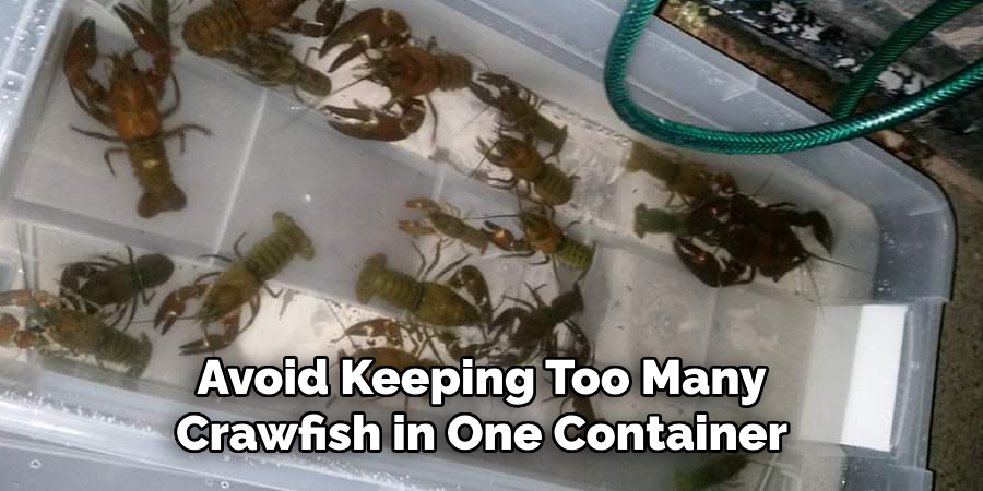 Avoid Keeping Too Many Crawfish in One Container