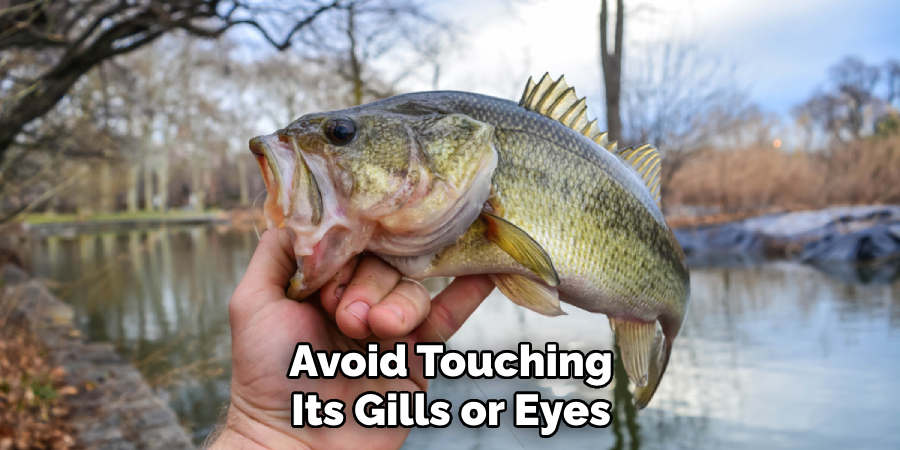 Avoid Touching Its Gills or Eyes