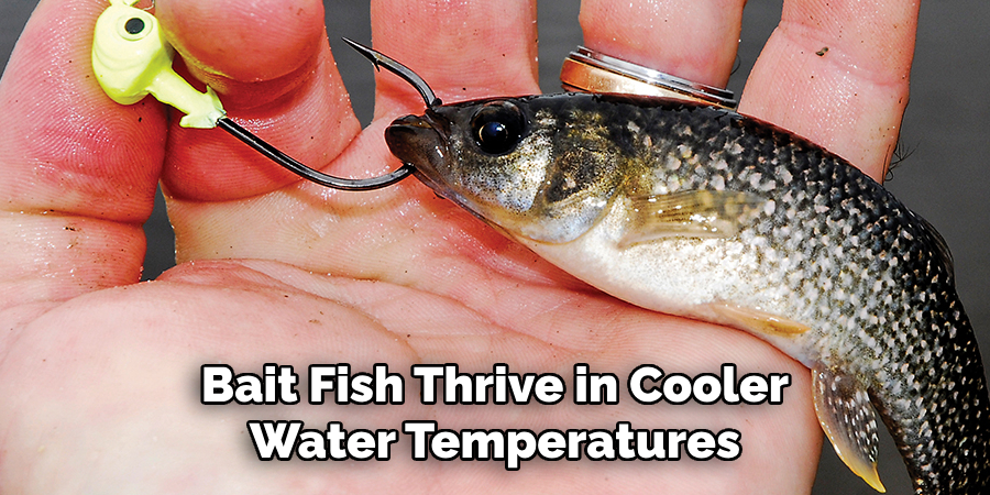 Bait Fish Thrive in Cooler Water Temperatures