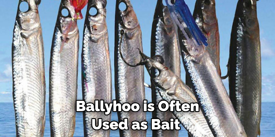 Ballyhoo is Often Used as Bait 