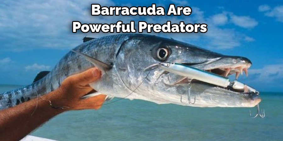 Barracuda Are Powerful Predators