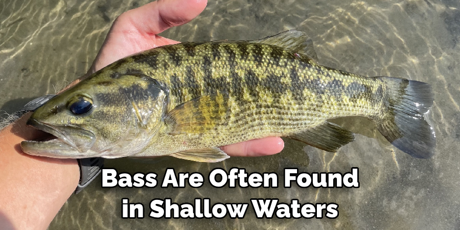 Bass Are Often Found in Shallow Waters