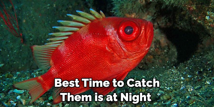 Best Time to Catch Them is at Night 