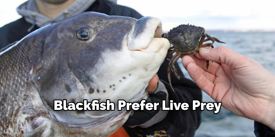 Blackfish Prefer Live Prey