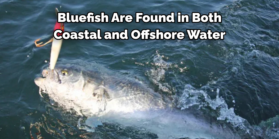 Bluefish Are Found in Both Coastal and Offshore Water