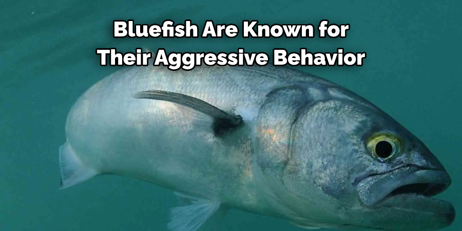 Bluefish Are Known for Their Aggressive Behavior