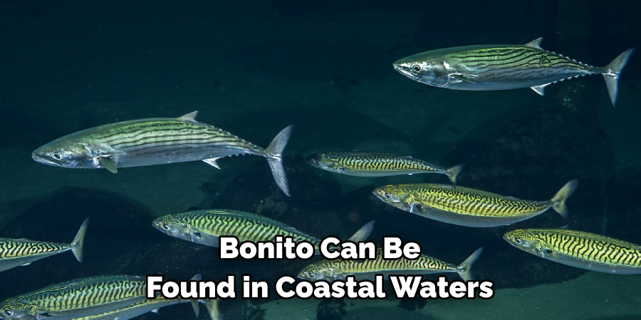 Bonito Can Be Found in Coastal Waters
