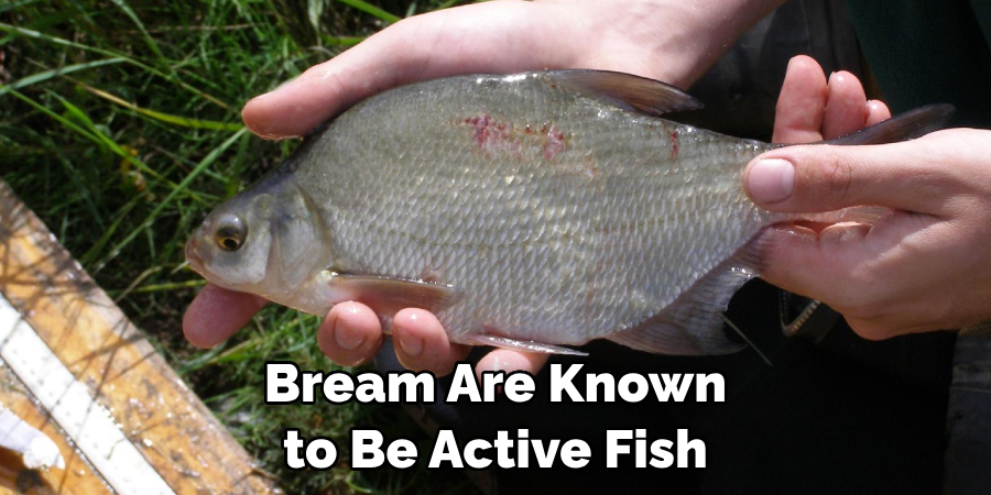 Bream Are Known to Be Active Fish