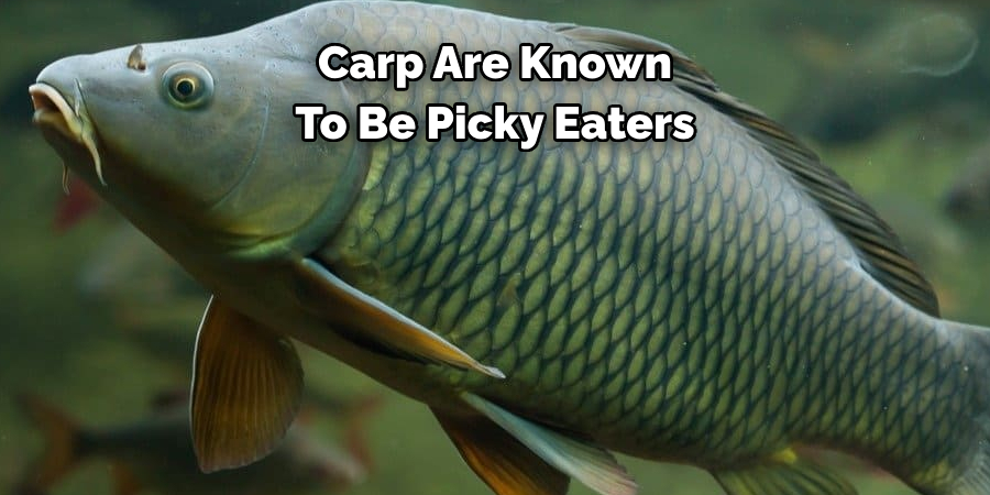 Carp Are Known To Be Picky Eaters