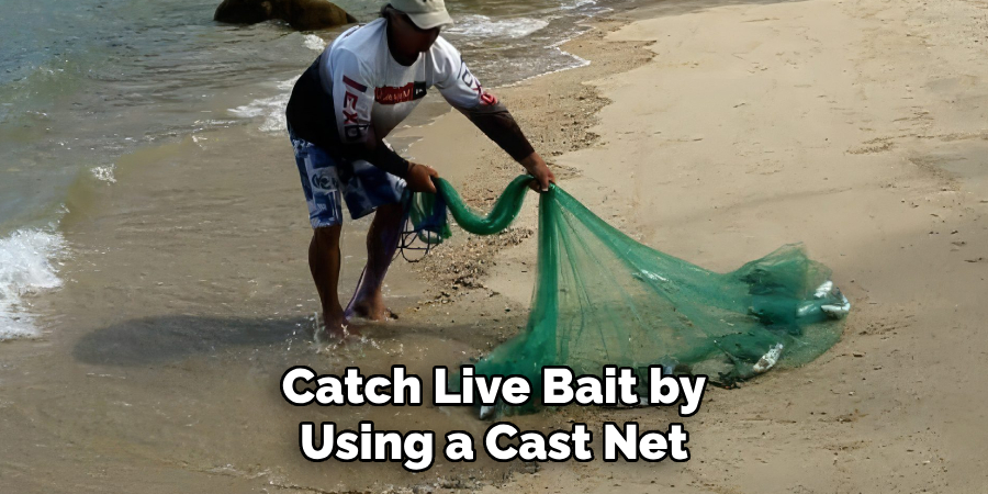 Catch Live Bait by Using a Cast Net