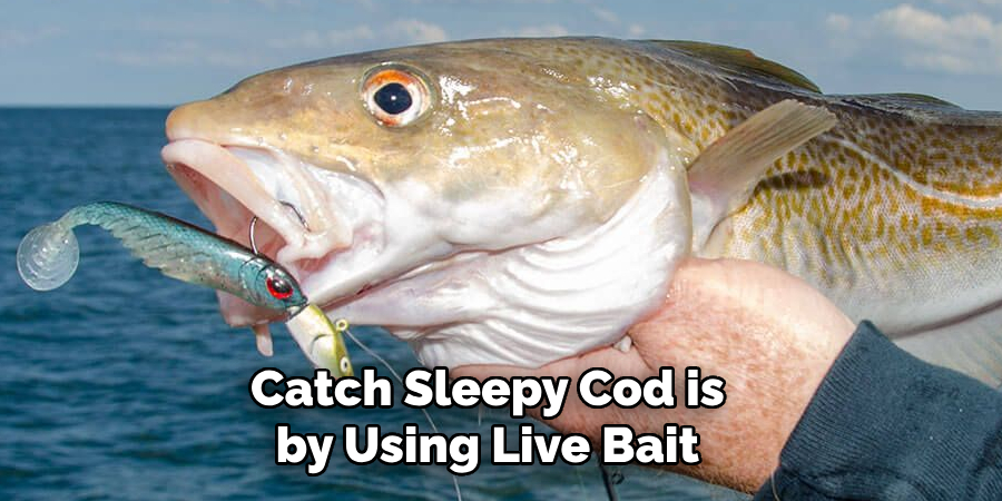 Catch Sleepy Cod is by Using Live Bait