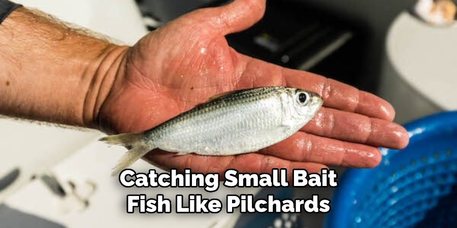 Catching Small Bait Fish Like Pilchards