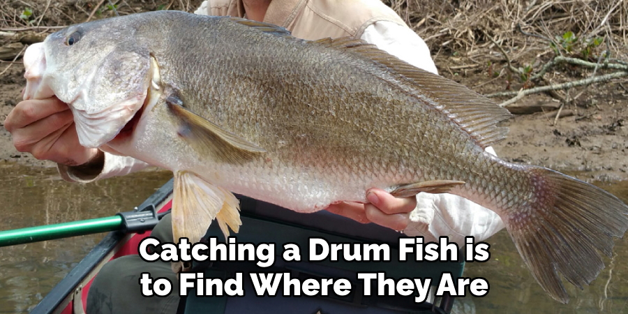 Catching a Drum Fish is to Find Where They Are