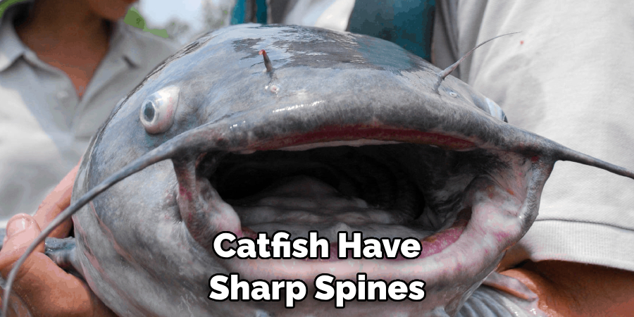 Catfish Have Sharp Spines