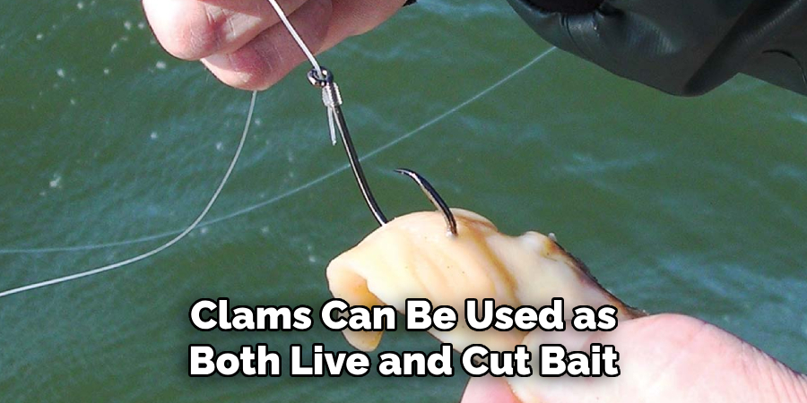 Clams Can Be Used as Both Live and Cut Bait