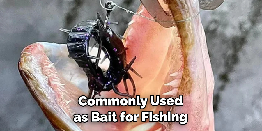  Commonly Used as Bait for Fishing