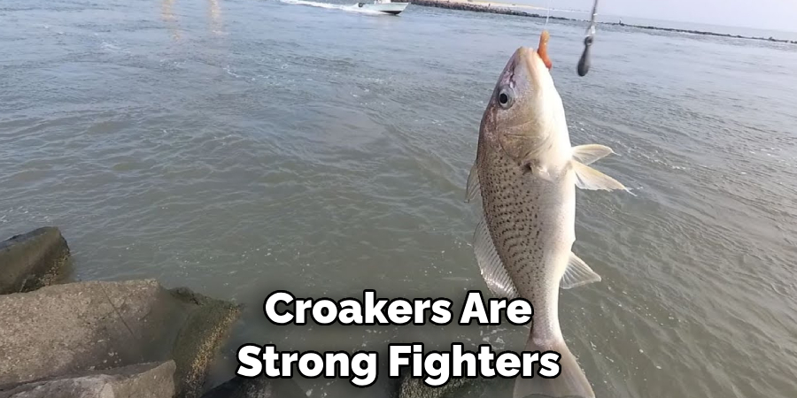 Croakers Are Strong Fighters