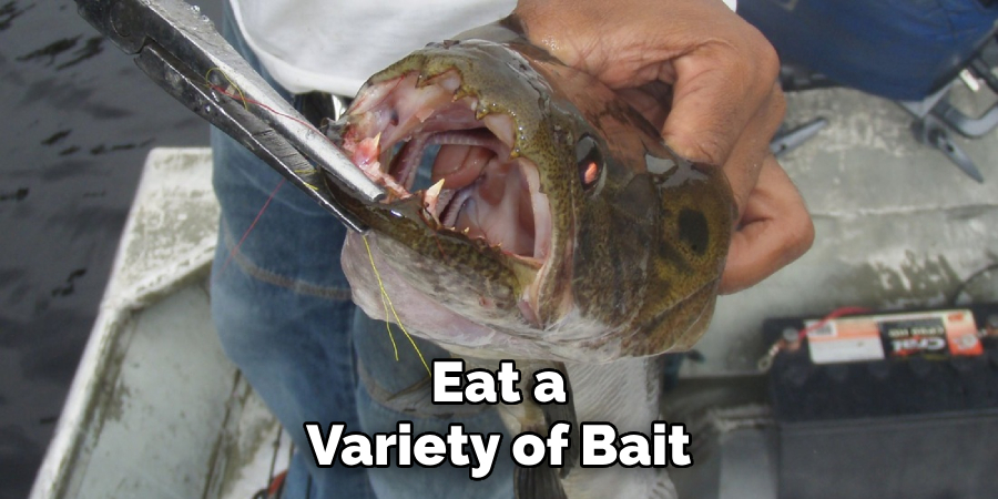 Eat a Variety of Bait