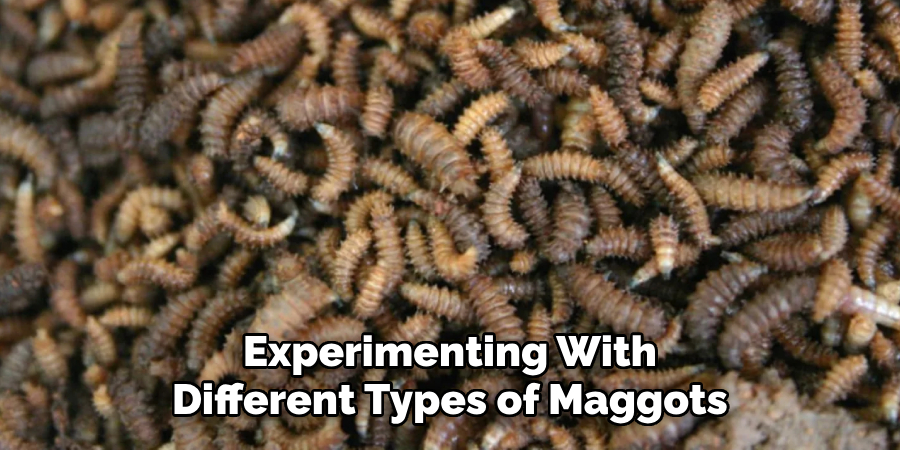 Experimenting With Different Types of Maggots