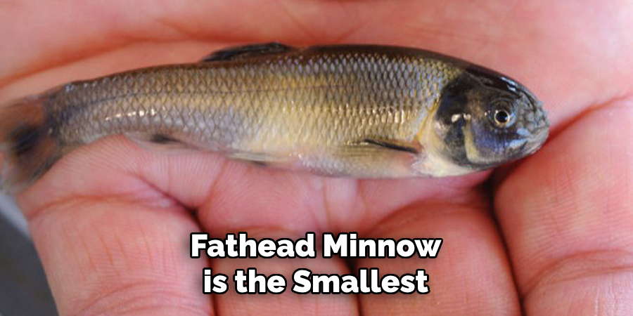Fathead Minnow is the Smallest