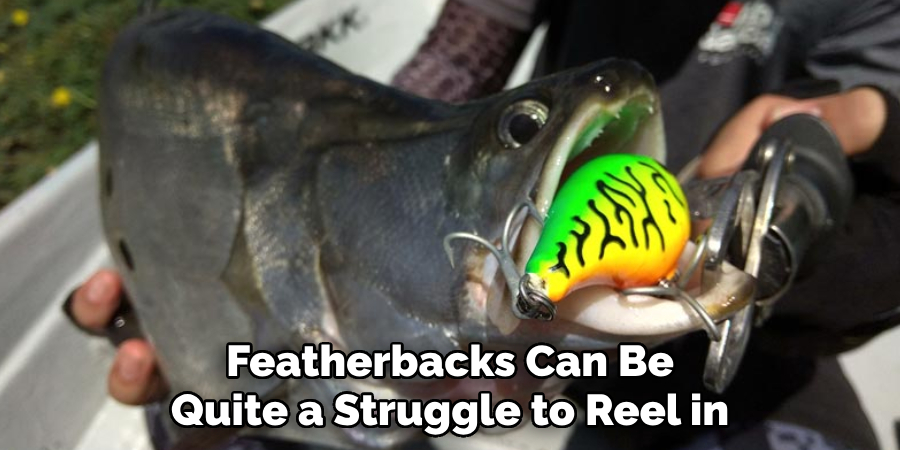 Featherbacks Can Be Quite a Struggle to Reel in