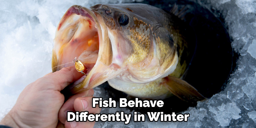 Fish Behave Differently in Winter