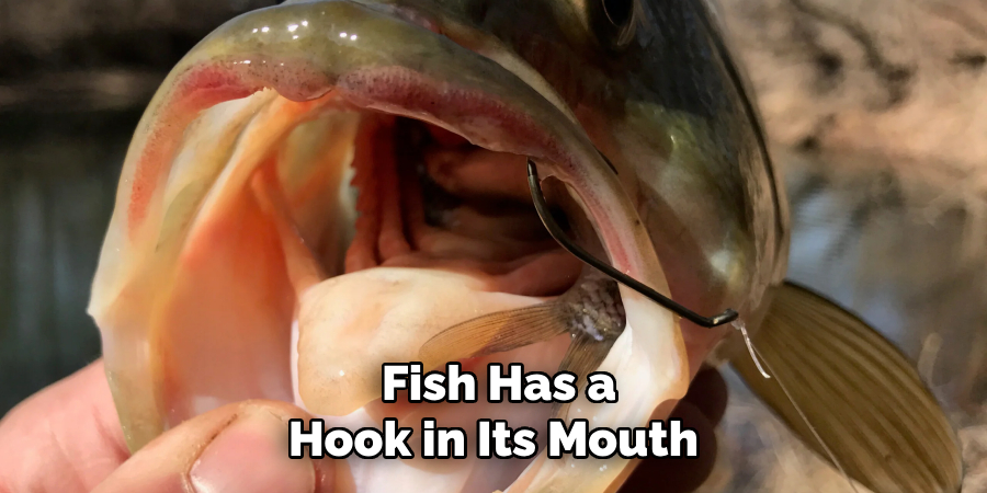  Fish Has a Hook in Its Mouth