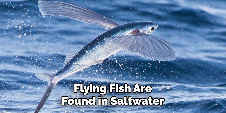 Flying Fish Are Found in Saltwater