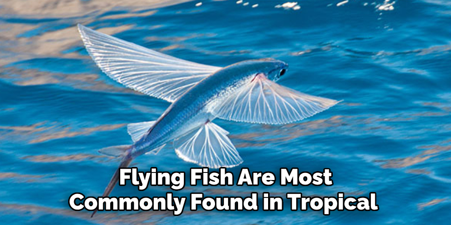 Flying Fish Are Most Commonly Found in Tropical 