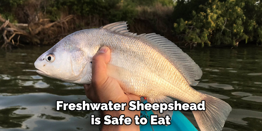 Freshwater Sheepshead is Safe to Eat