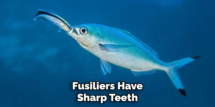 Fusiliers Have Sharp Teeth