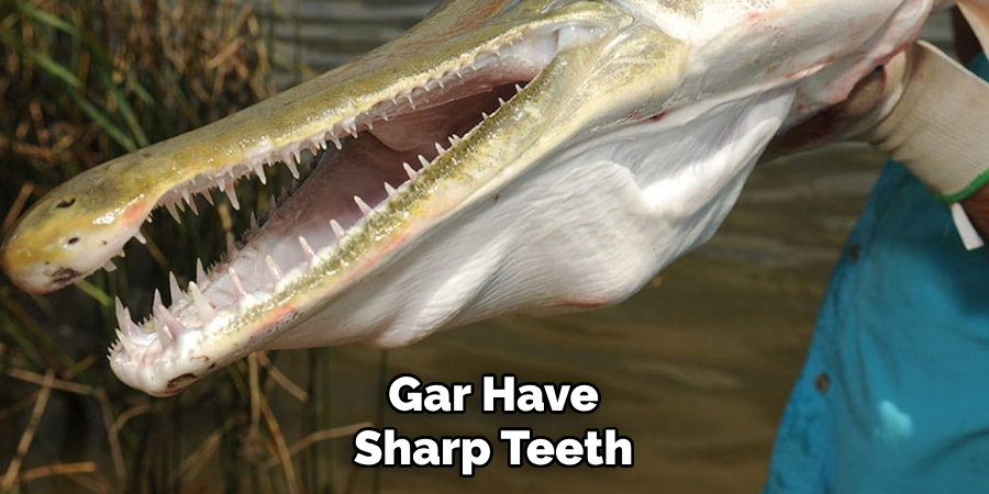 Gar Have Sharp Teeth