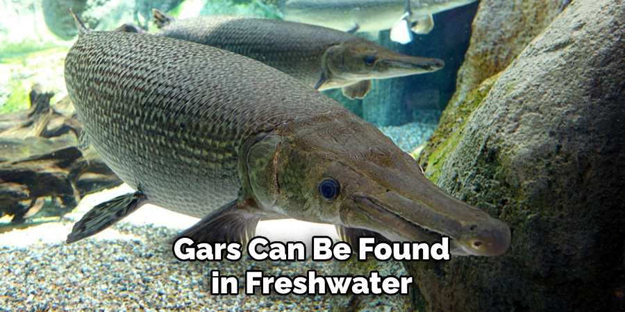 Gars Can Be Found in Freshwater