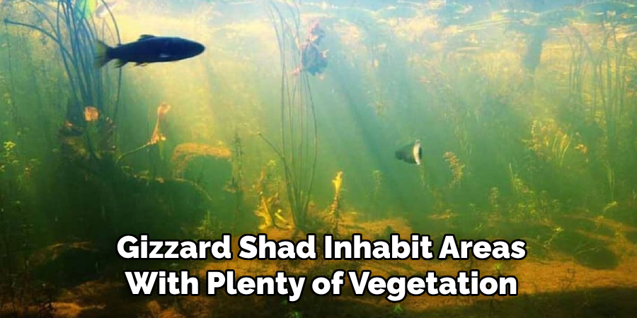 Gizzard Shad Inhabit Areas With Plenty of Vegetation