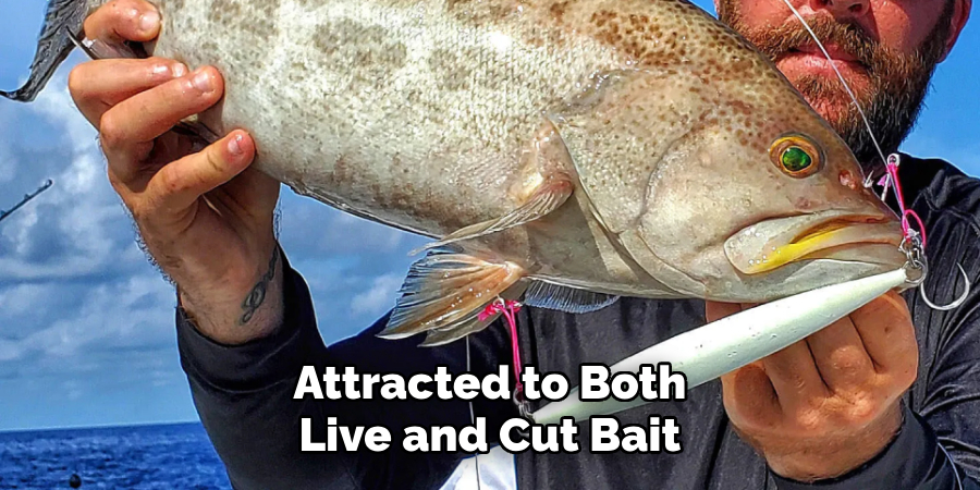 Attracted to Both Live and Cut Bait