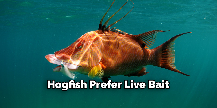 Hogfish Prefer Live Bait