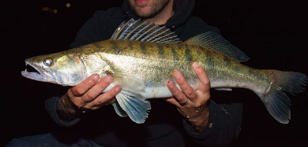 How to Bass Fish at Night