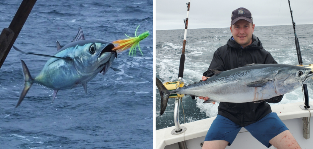 How to Catch Albacore Tuna