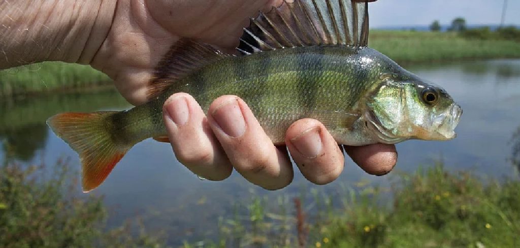 How to Catch Bass in August