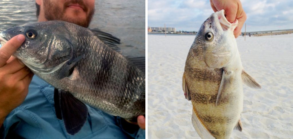 How to Catch Black Drum in the Surf