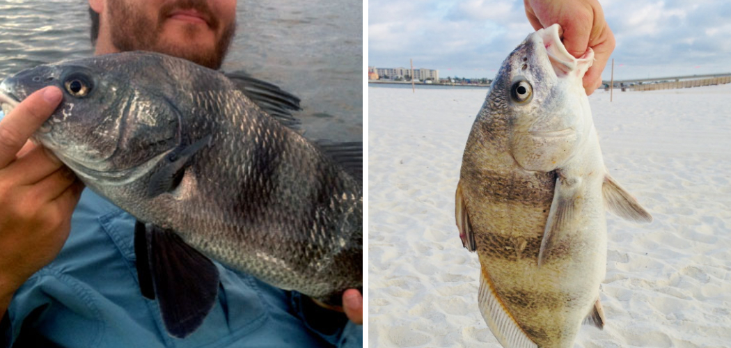 How to Catch Black Drum in the Surf