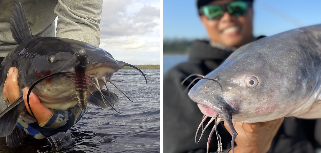 How to Catch Catfish From River Bank