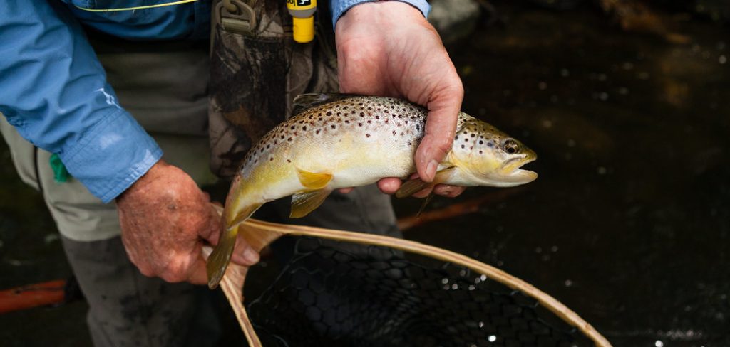 How to Catch Fish in the Wild