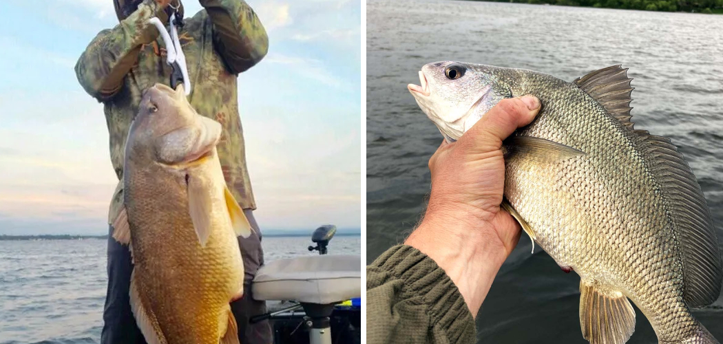 How to Catch Freshwater Sheepshead