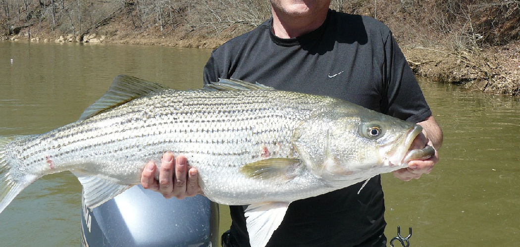 How to Catch Gizzard Shad