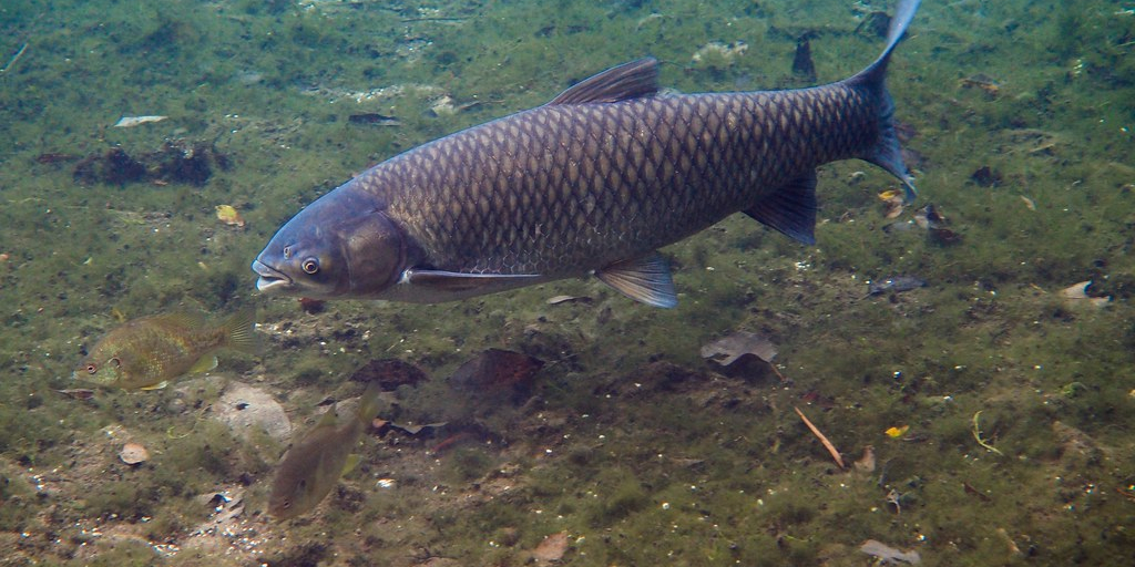 How to Catch Grass Carp